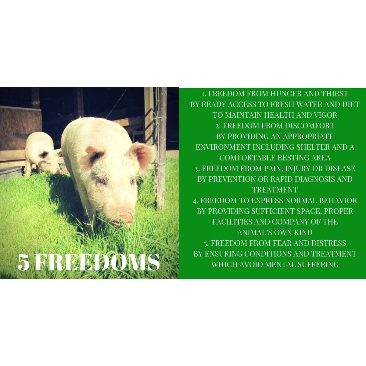 Give the GIFT of Compassion with a Rooterville Gift Card!
