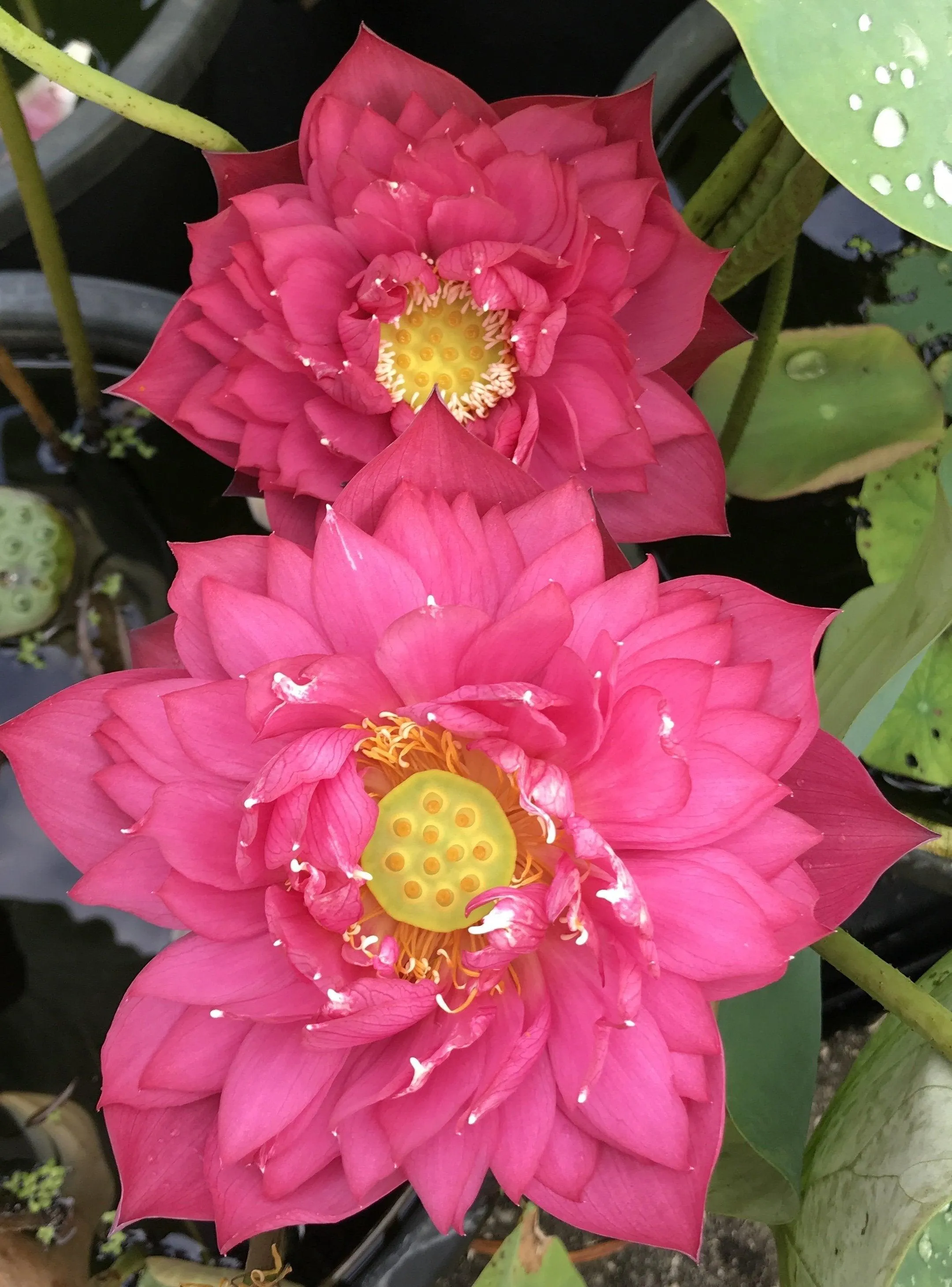 Gorgeous Lotus (Bare Root)