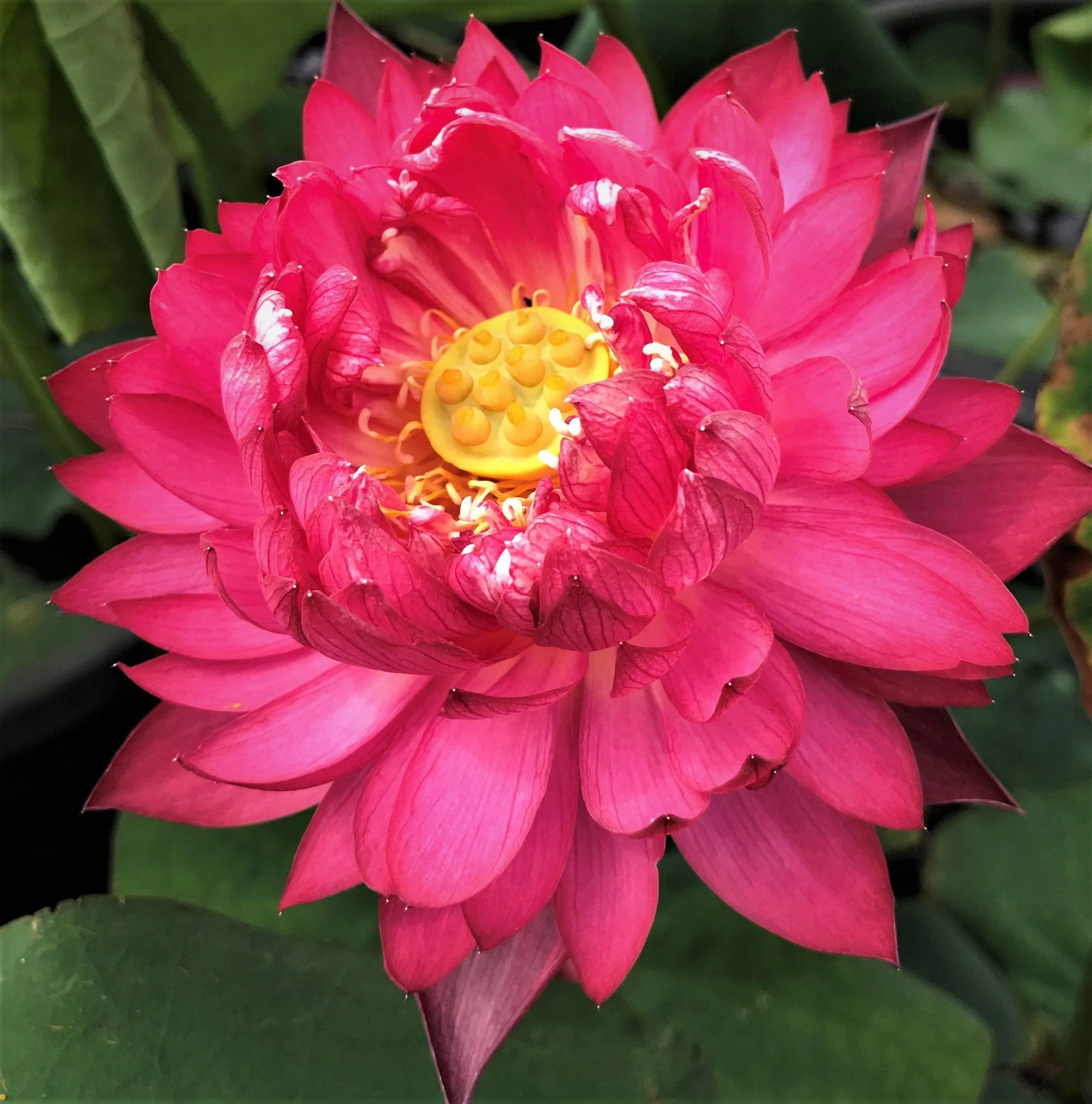 Gorgeous Lotus (Bare Root)