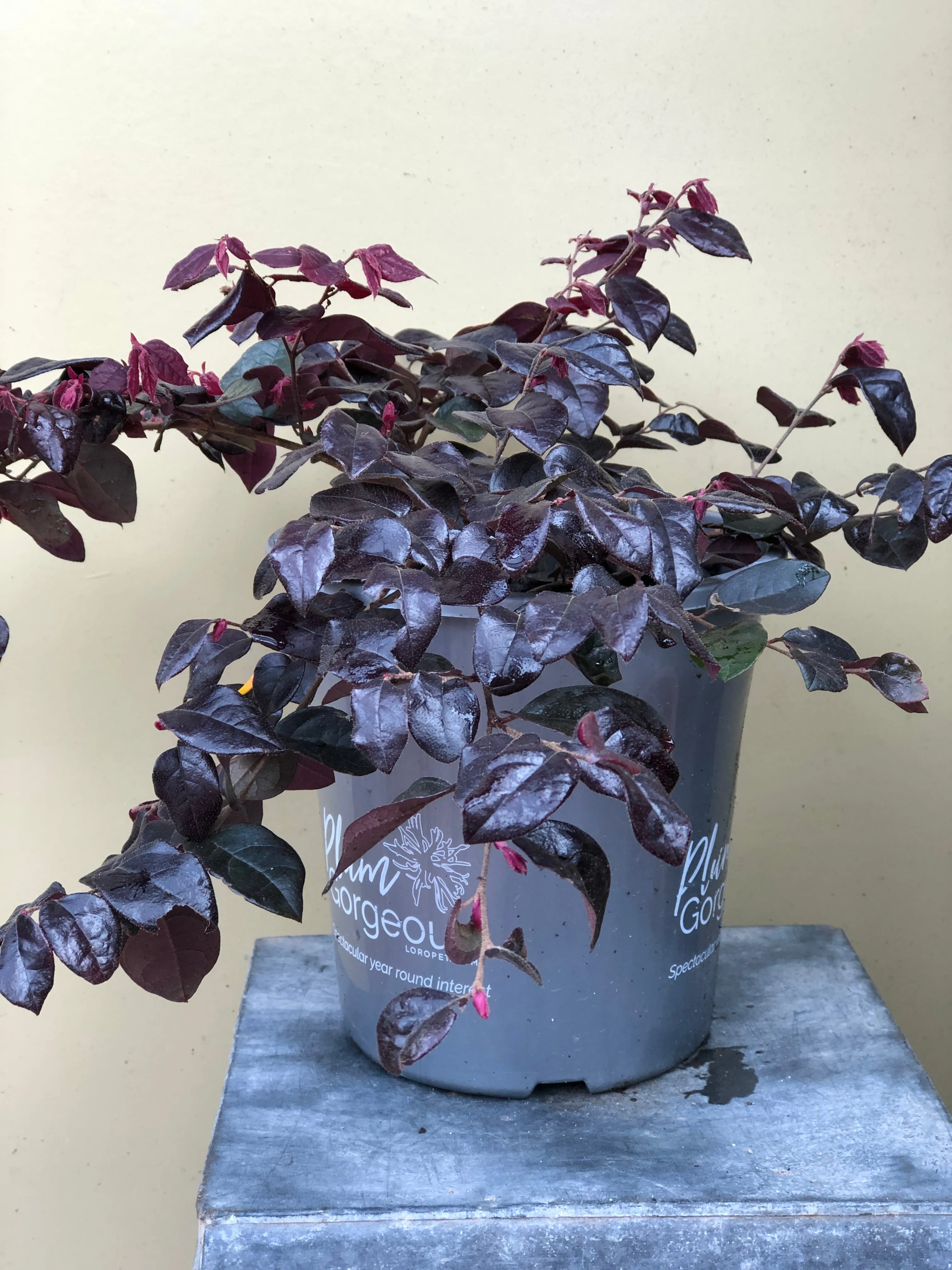Loropetalum 'Plum Gorgeous'